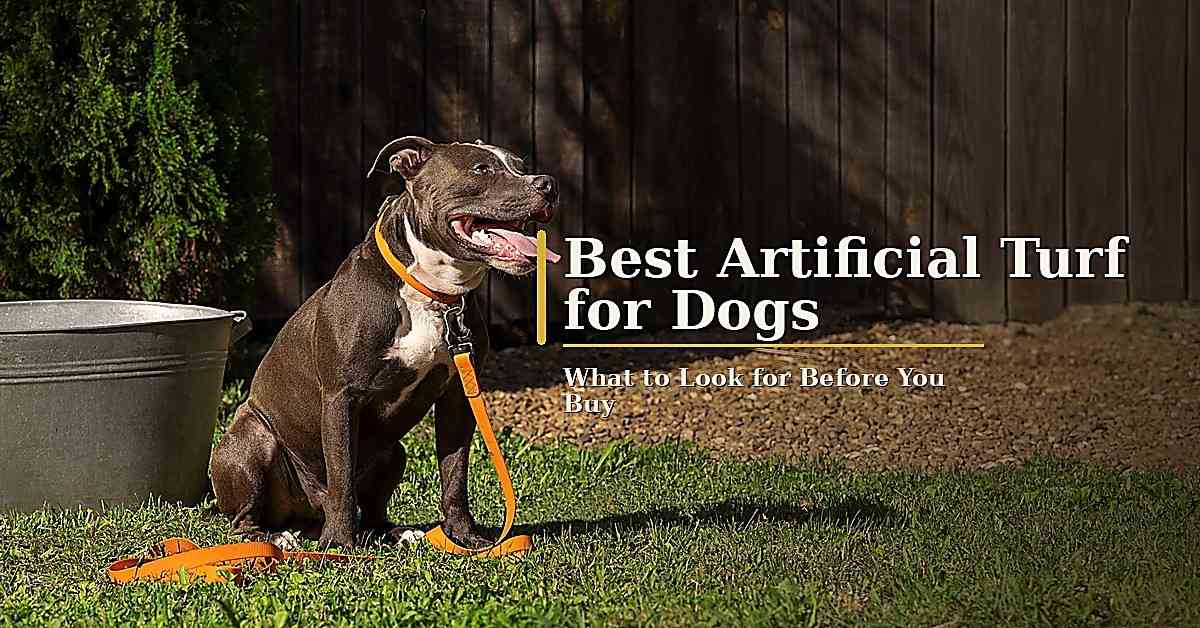 Best Artificial Turf for Dogs: Safe, Clean & Durable Options