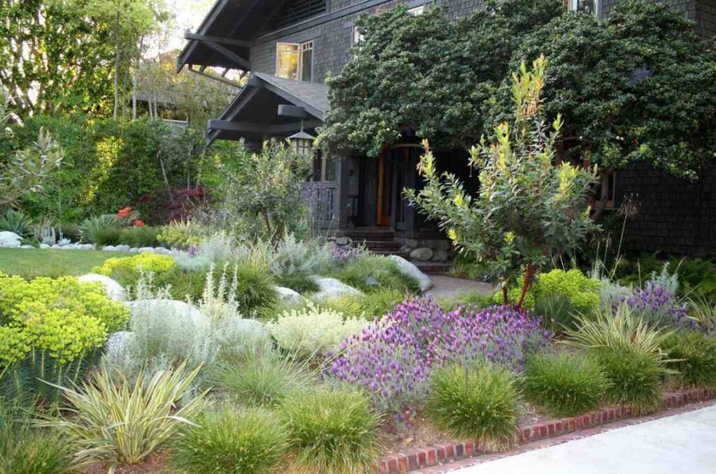 native plants Daly City