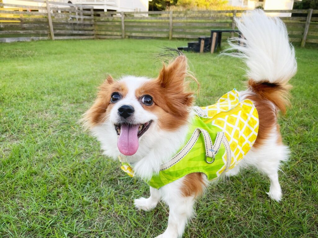 Pet friendly artificial turf: a dog resting on a green artificial lawn
